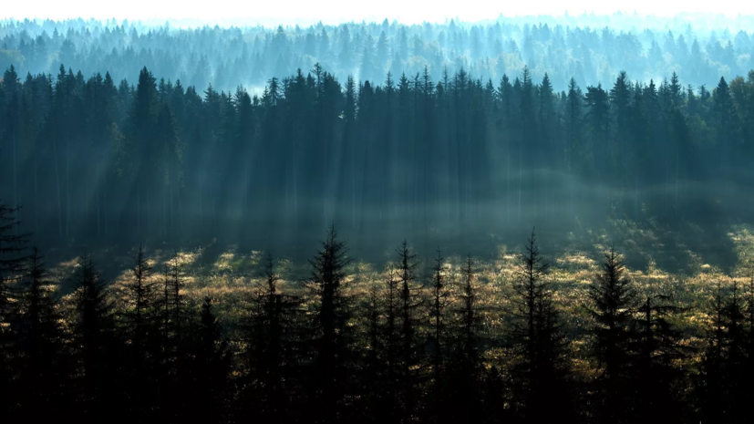В Татарстане планируют охватить защитными лесными насаждениями площадь более 1700 га