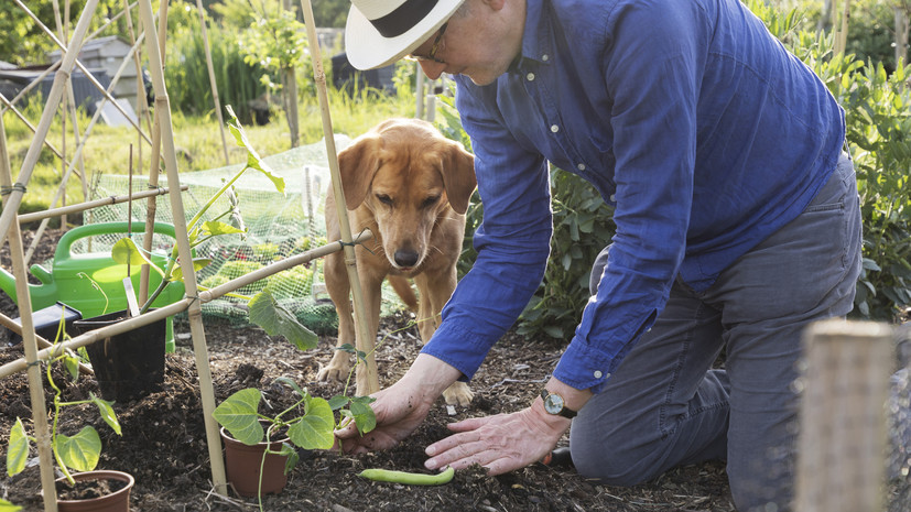 Исследование: четверть россиян будут заниматься садом и огородом в майские праздники