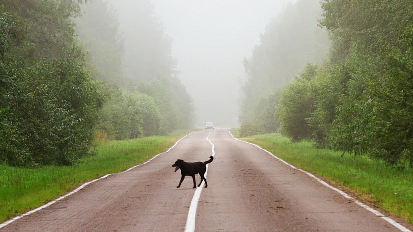 Ветврач Попов посоветовал обеспечить собаке на даче защиту от насекомых