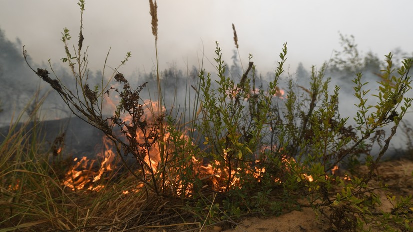 В Удмуртии запретили разводить костры в лесах