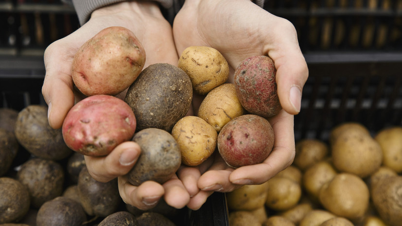 РЭО опроверг данные о росте цен на картофель из-за отказа от сеток