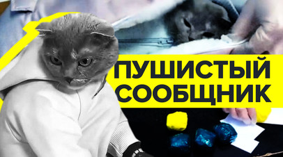 Закладчица в Нижнем Тагиле замаскировала кота под грудного ребёнка видео