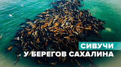 Краснокнижные сивучи плавают на поверхности воды у берегов Сахалина