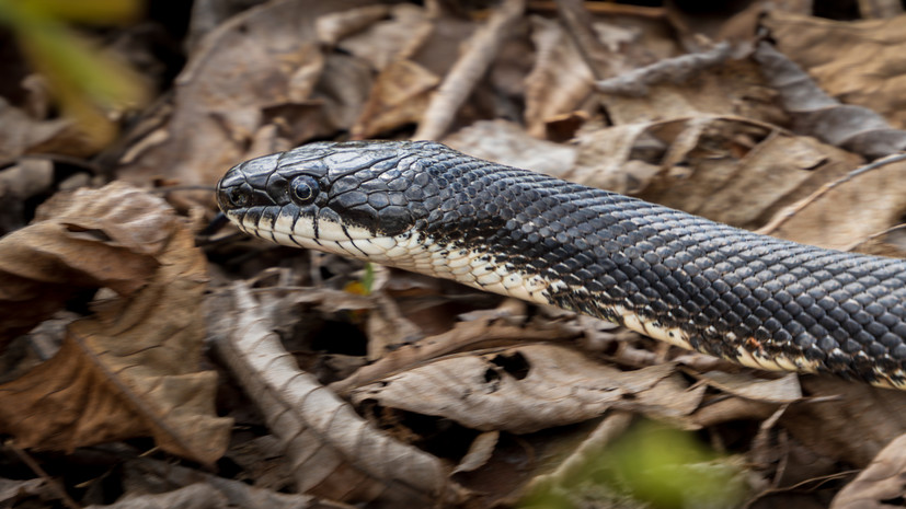Врач Зубарева посоветовала в случае укуса змеи незамедлительно обратиться в больницу