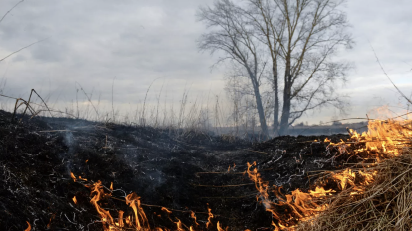 В Амурской области площадь возгораний сухой травы выросла в 10 раз за сутки