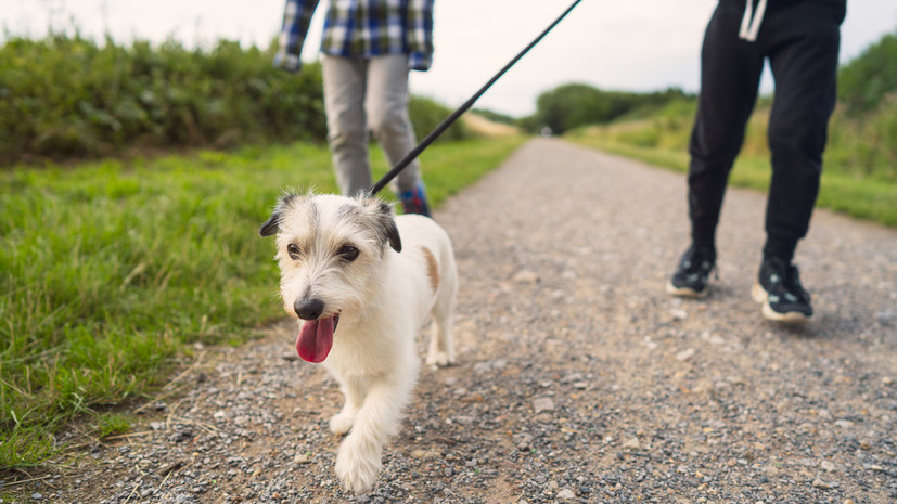 Ветврач Фёдорова посоветовала осматривать собаку после прогулки в период активности клещей