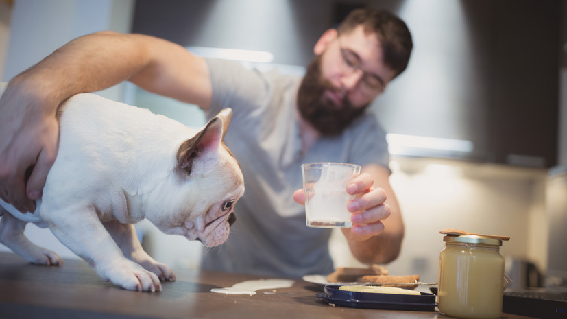 Кинолог Голубев рассказал о вреде молока для здоровья собак