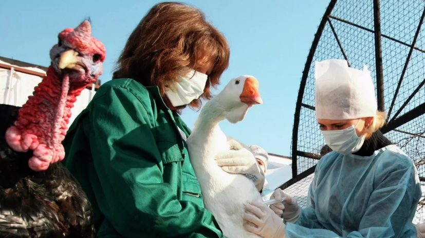 На части территории Ижевска введён карантин по птичьему гриппу