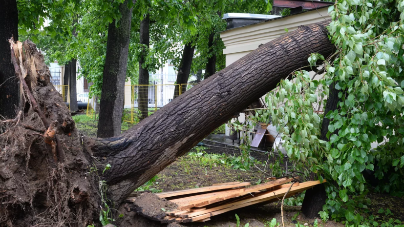 Глава Саратова выразила соболезнования родным погибших при падении дерева в парке