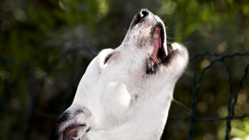 Кинолог Голубев рассказал о возможных причинах постоянного лая у собак
