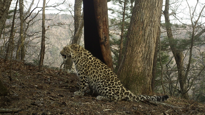В нацпарке Приморья сфотографировали молодого леопарда