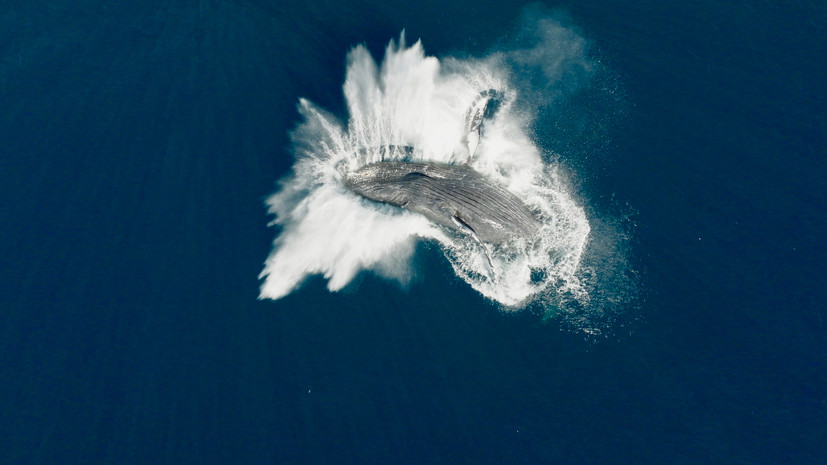 В российский прокат выйдет фильм о китах в озвучке Сергея Бурунова