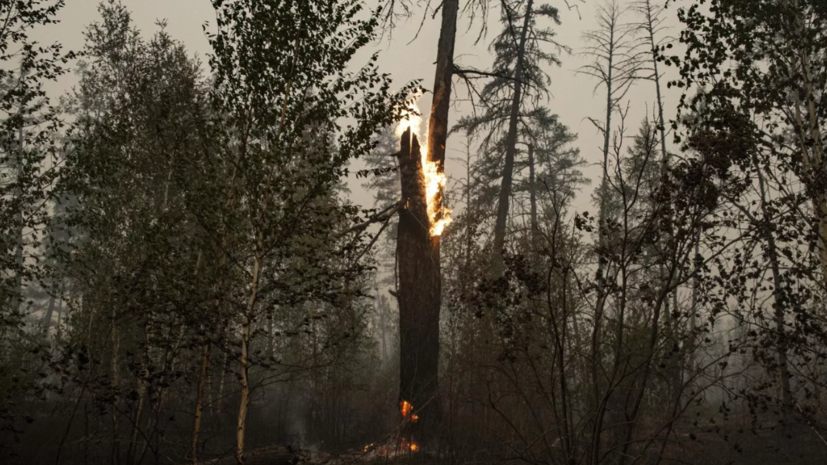 Власти Херсонской области: ВСУ зажигательными снарядами сожгли 40% лесов Кинбурнской косы