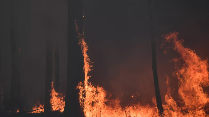 МЧС: около 11 уголовных дел по факту природных пожаров возбудили в Курганской области