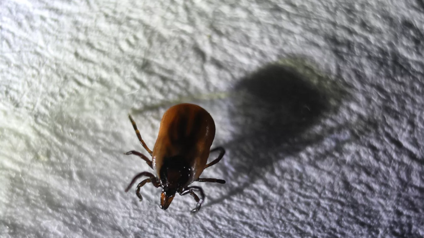 Биолог Ганушкина предупредила, что один клещ может переносить сразу несколько инфекций