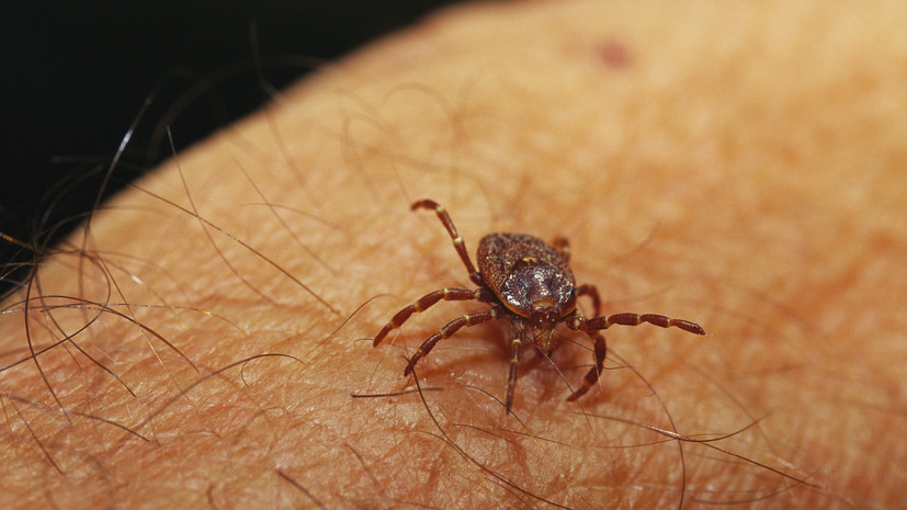 Инфекционист Рябов: защита от клещей прежде всего заключается в профилактике