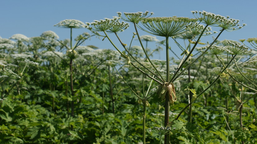 В Кировской области начались работы по борьбе с борщевиком