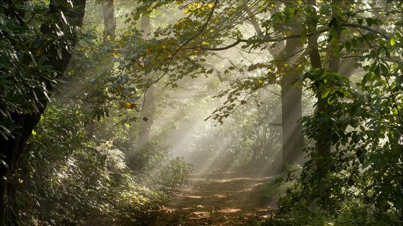 В Омской области продлили запрет на посещение лесов