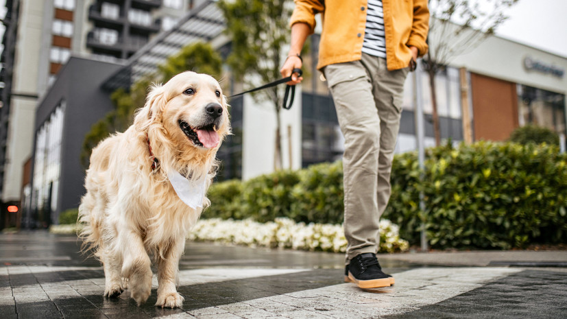 Депутат Бурматов посоветовал всем владельцам собак проходить кинологические курсы