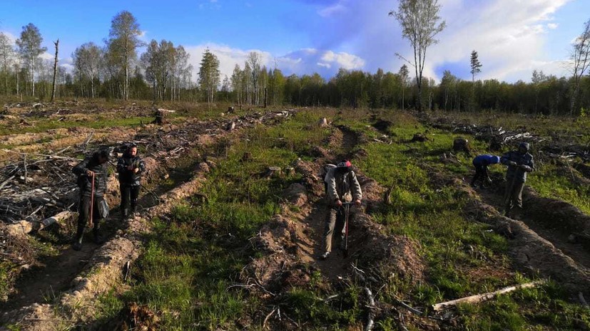 В Тверской области высадили ещё 29 тысяч сеянцев ели в рамках акции «Сад памяти»
