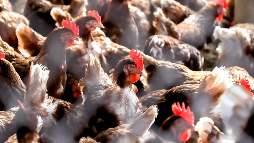 Московский ветеринарный комитет: нет риска распространения птичьего гриппа через продукты