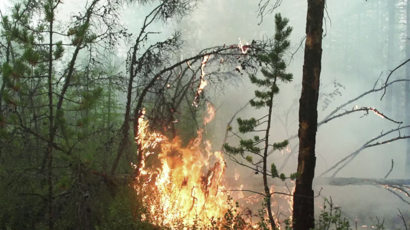 В Тюменской области зафиксировали восемь лесных пожаров площадью более 190 га
