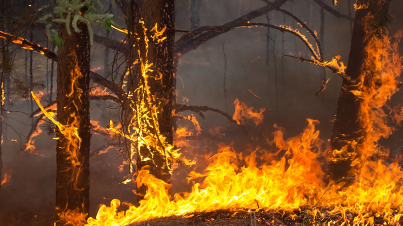 Высокая пожароопасность лесов и торфяников сохранится в Нижегородской области до 25 мая