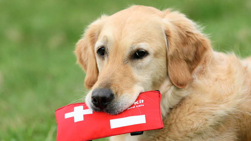 Кинологи посоветовали подготовить аптечку для собаки на случай поездки в отпуск