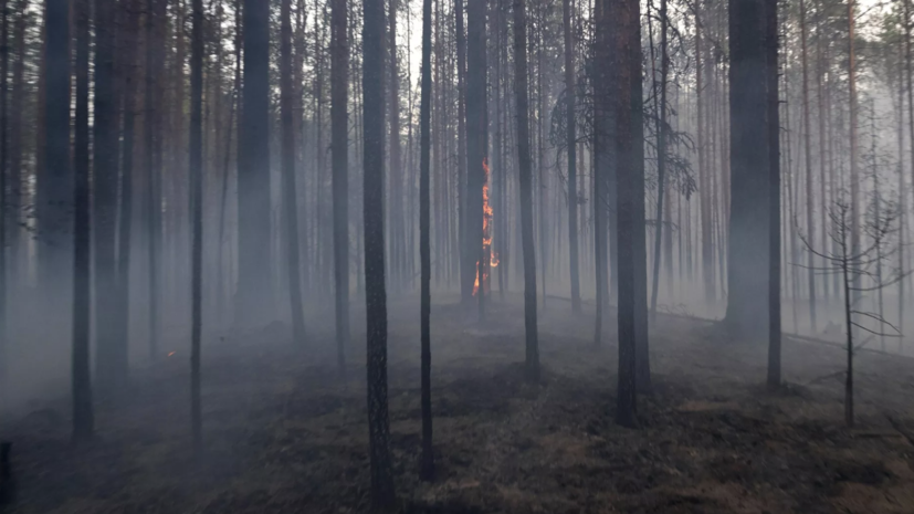 В некоторых районах Самарской области ограничили пребывание в лесах с 23 по 31 мая