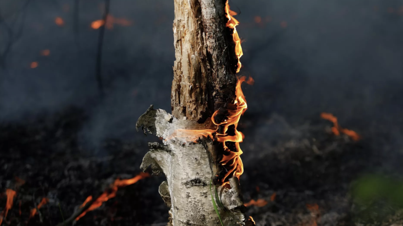 В Тверской области предупредили о чрезвычайной пожароопасности