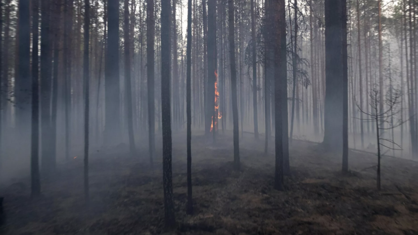В Татарстане вновь ограничили пребывание в лесах
