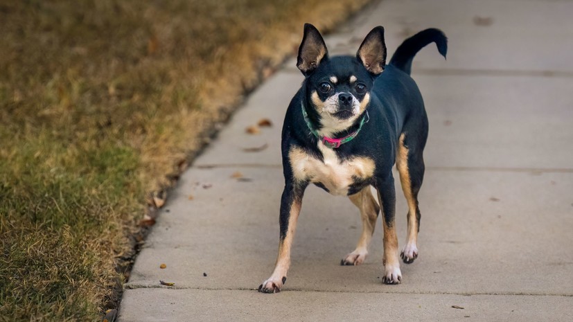 Комитет Госдумы поддержал введение штрафов до 200 тысяч рублей за укусы животных