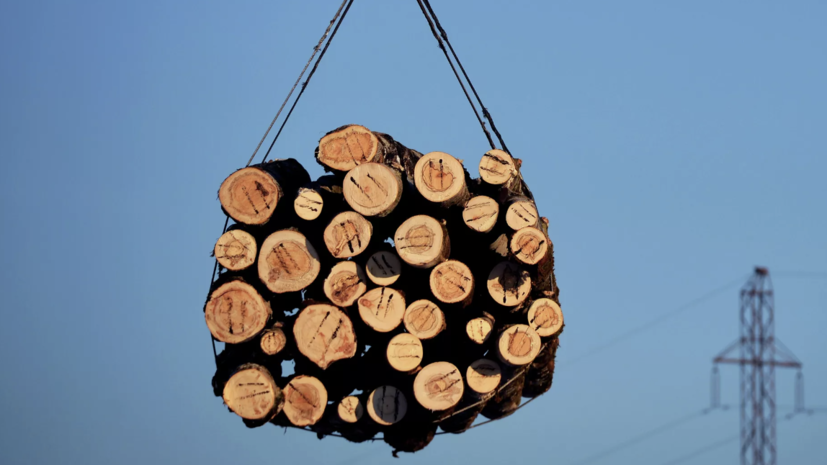 В Краснодарском крае незаконно уничтожили деревья более чем на 500 млн рублей