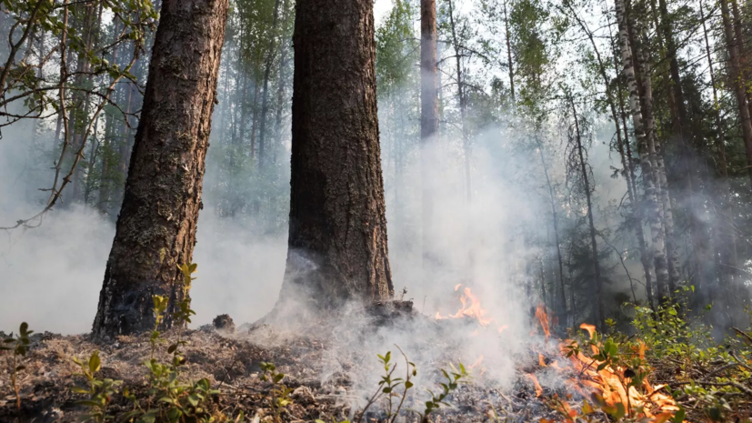 Десять природных пожаров потушили за сутки в Тюменской области