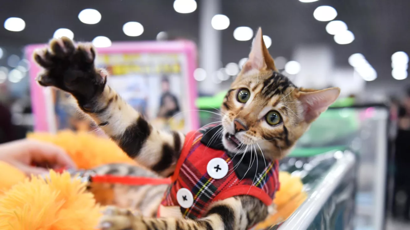 Кинолог Голубев посоветовал тщательно проверять зоогостиницу для питомцев