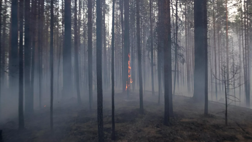 В Тюменской области действуют четыре природных пожара