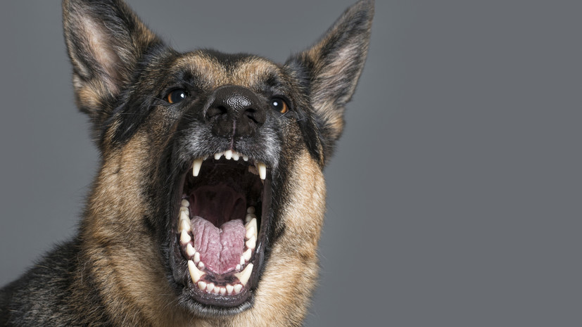За сутки в Симферополе зафиксировано два случая нападения собак на людей