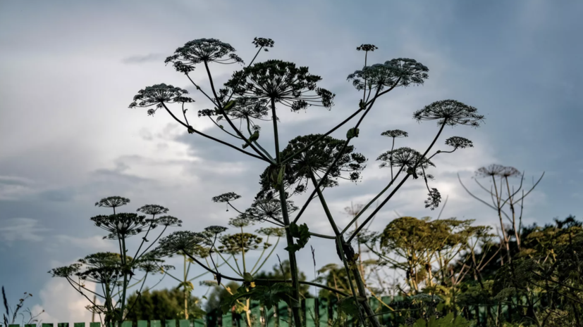 Свыше 180 гектаров леса расчистили от борщевика Сосновского в Московской области