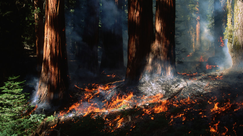 За минувшие сутки в Тюменской области ликвидировано два лесных пожара