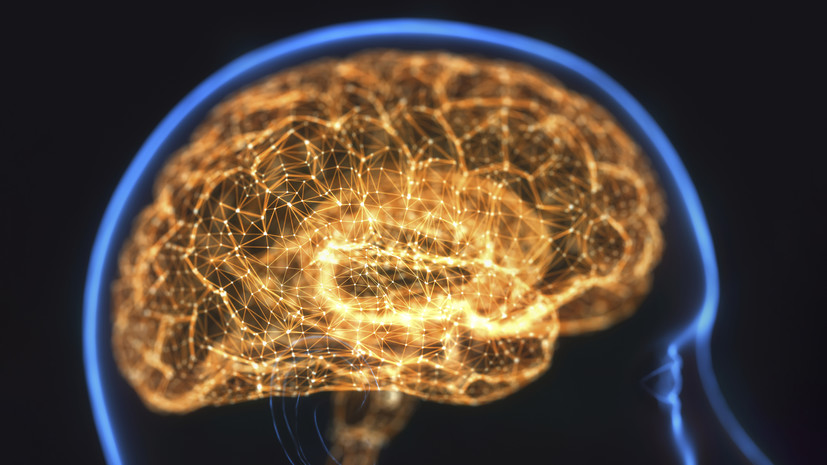 «Анатомические ограничения»: учёные выявили связь между формой мозга и мышлением человека