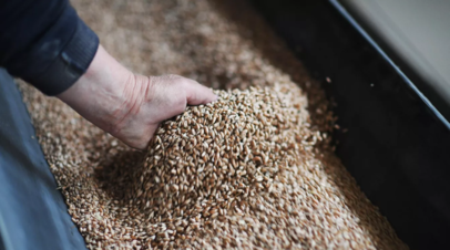 Калининградские производители зерна получат 256,5 млн рублей от федерального правительства