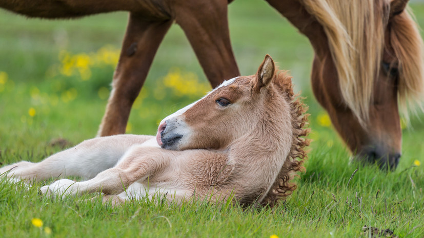 В Оренбургском заповеднике родился сотый жеребёнок лошади Пржевальского