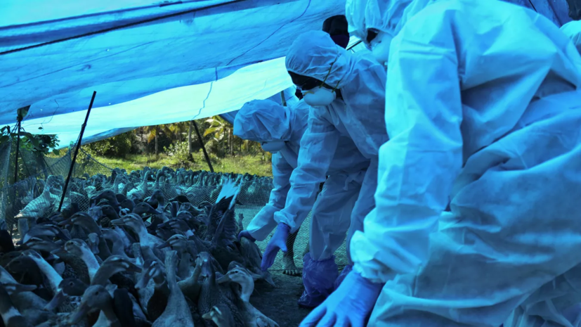 Минсельхоз России назвал ущерб от АЧС и гриппа птиц очень значительным