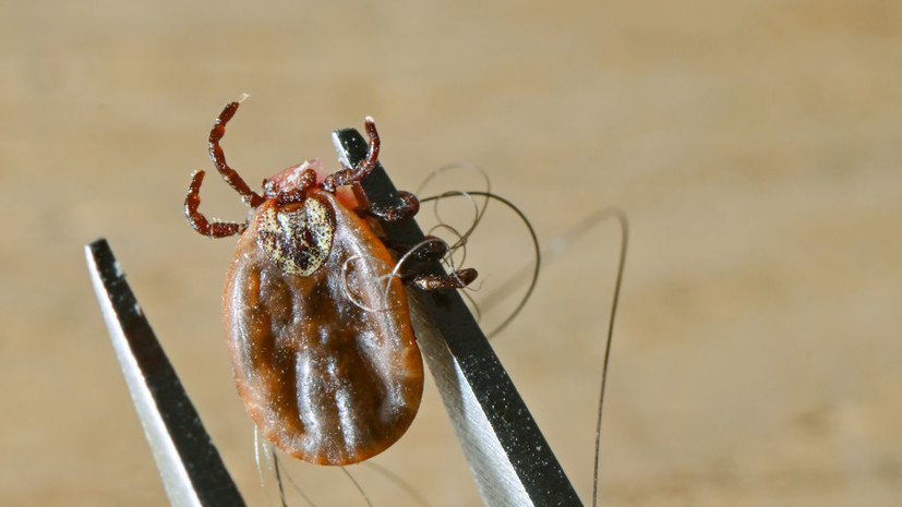 В Роспотребнадзоре дали рекомендации на фоне сезона клещей