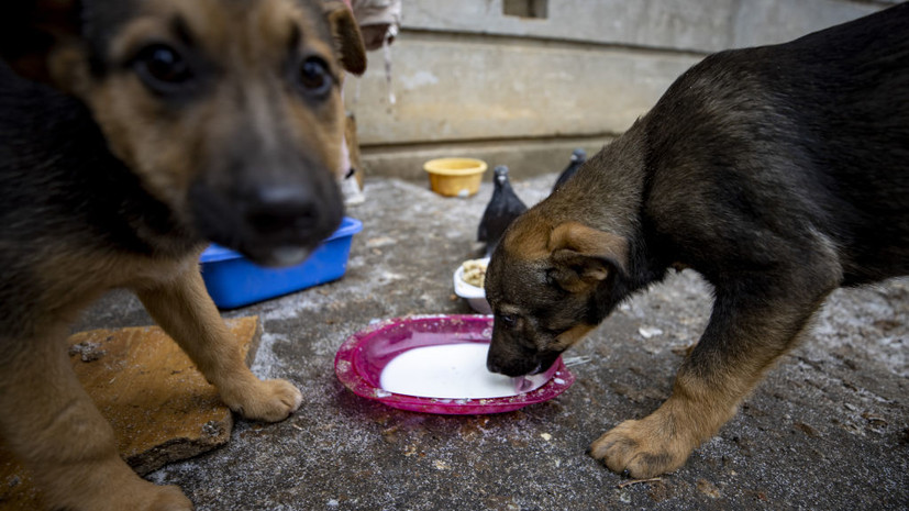 Гладков: власти будут кормить домашних животных в Шебекинском округе, откуда уехали жители