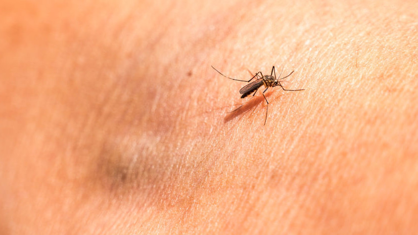 Ростовский эколог Брыканов предупредил об активности малярийных комаров по ночам