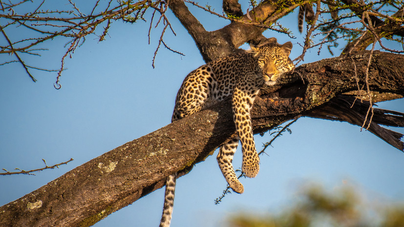 МЧС Приморья возьмёт шефство над леопардом
