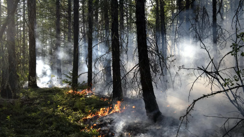 Возле затопленного города Алёшки в Херсонской области горят леса