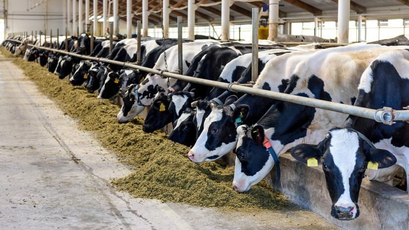 Меньше метана — больше молока: российские учёные создали из отходов лесозаготовок новую кормовую добавку для коров