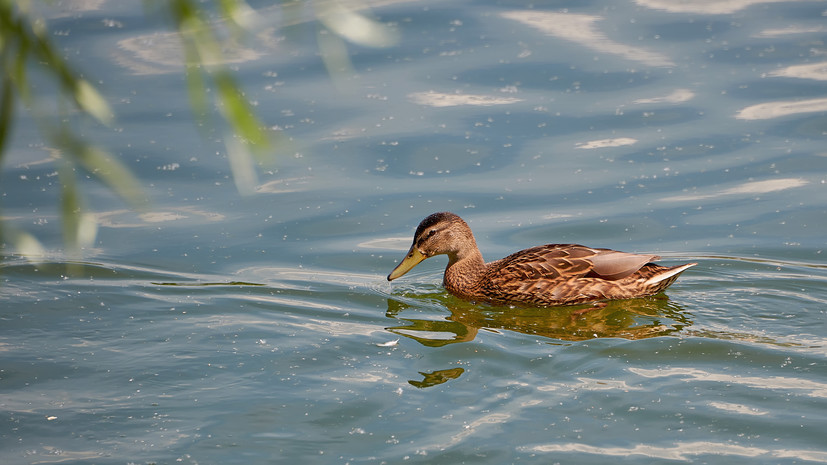 Дерматолог Котова объяснила, почему нельзя купаться в водоёмах с утками и водорослями